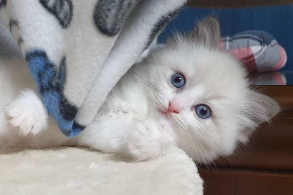 Photo de Tasha
