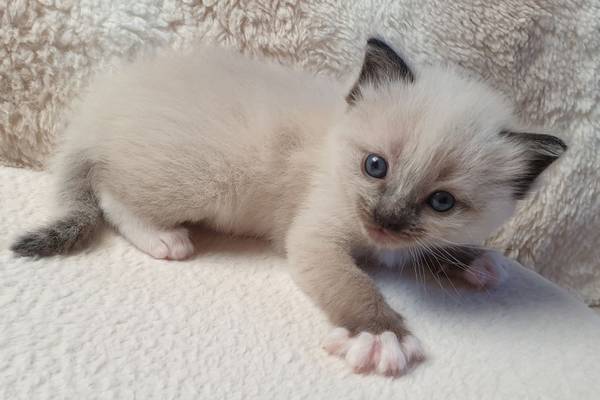 Photo de Simba