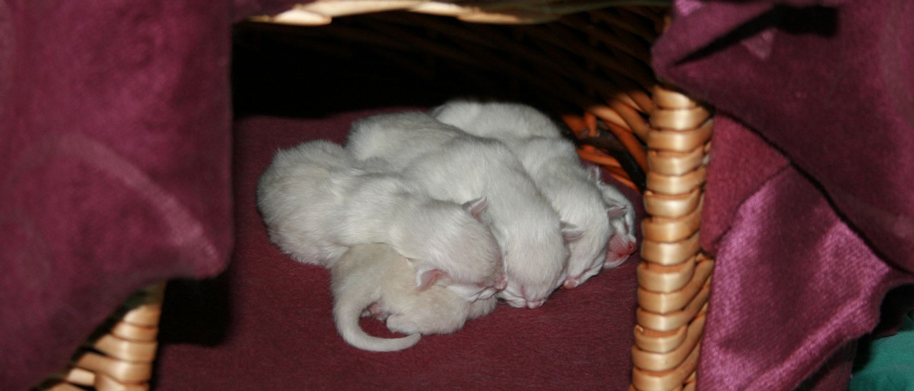 Photo de la portée du 15/02/2015