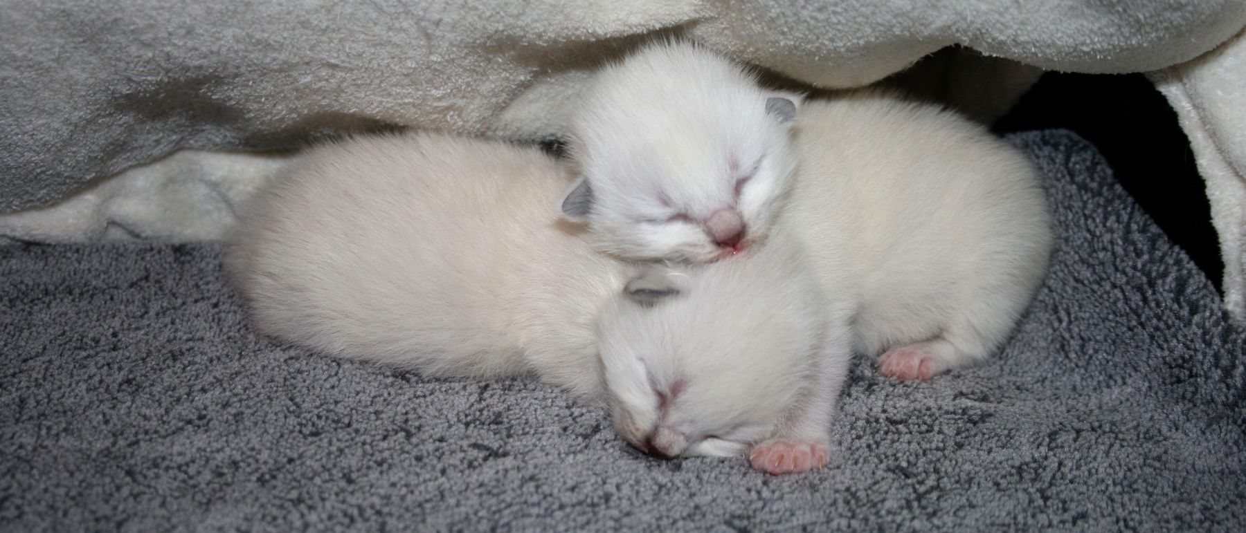 Photo de la portée du 24/02/2017