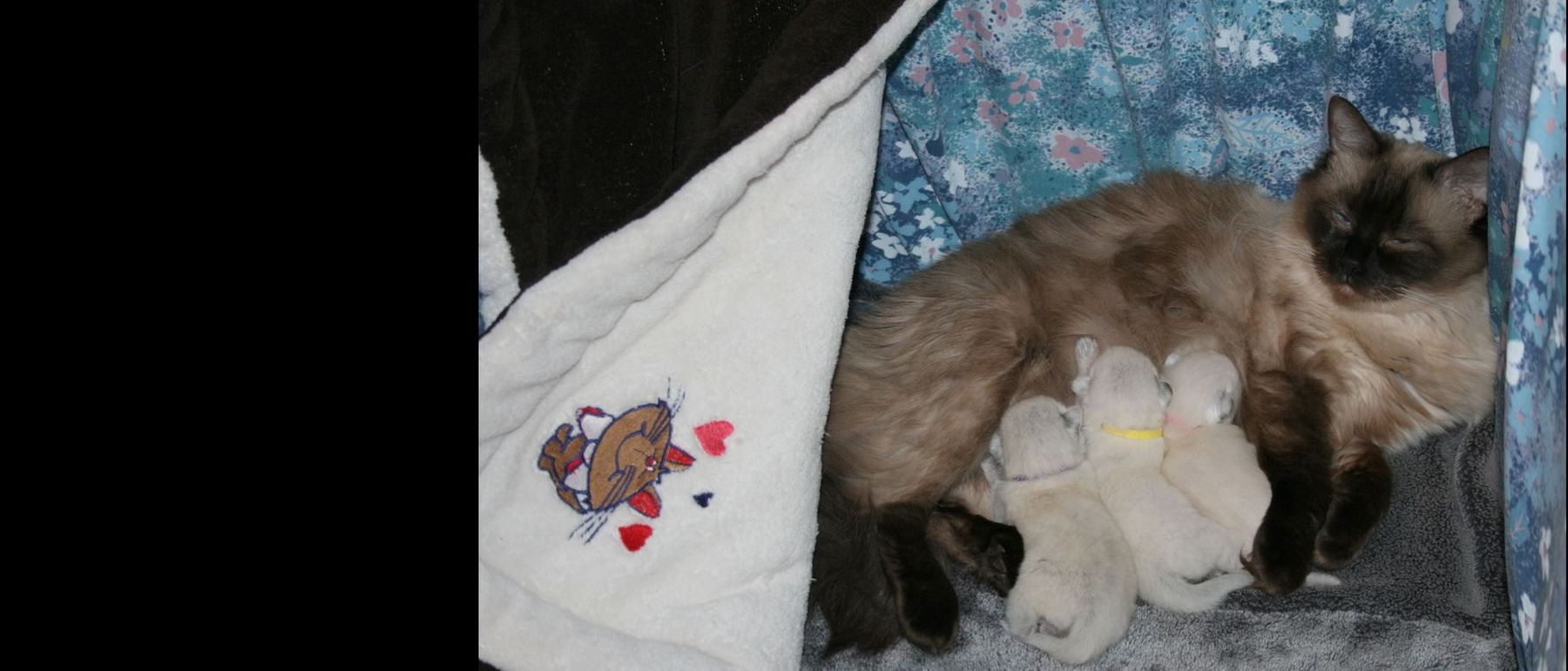 Photo de la portée du 26/02/2017