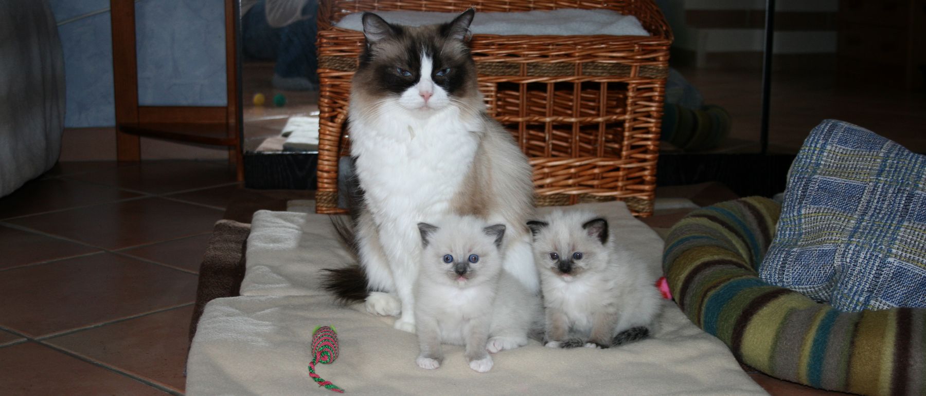 Photo de la portée du 28/01/2018