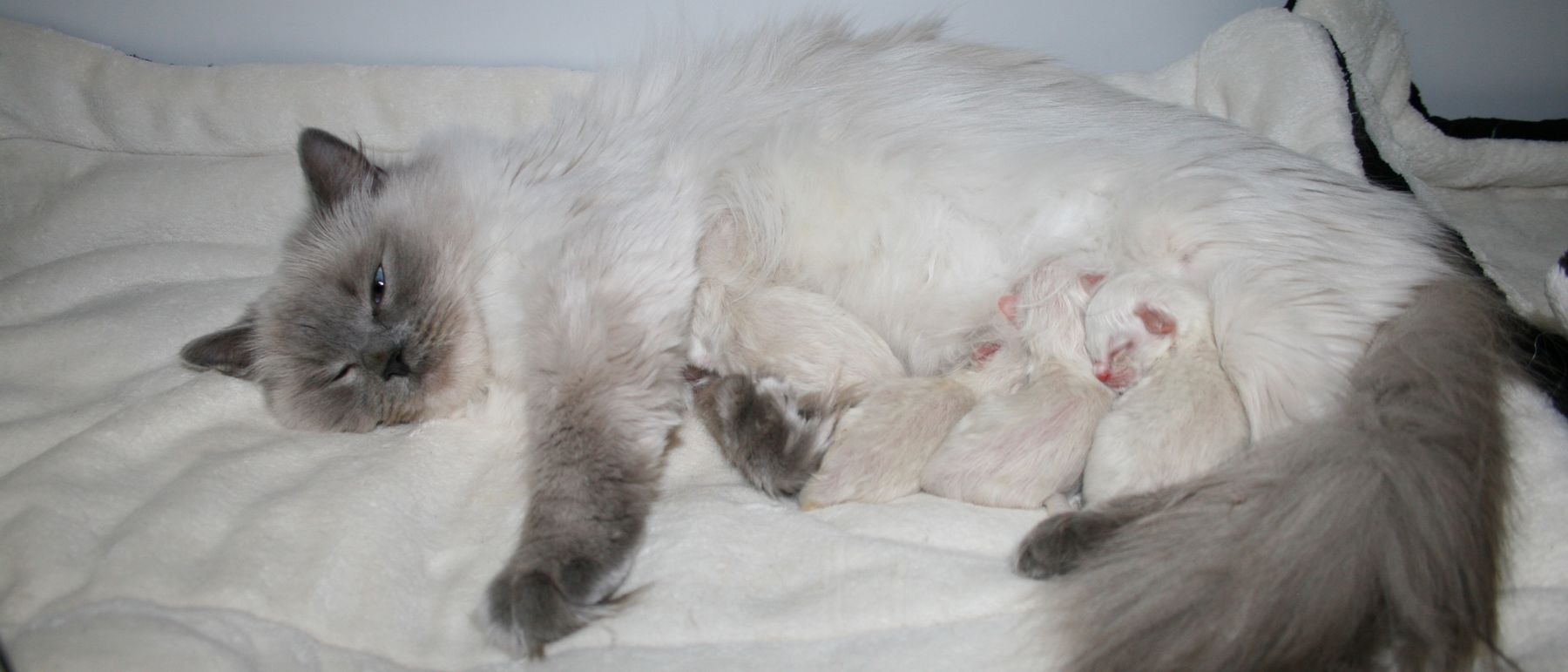 Photo de la portée du 04/04/2018