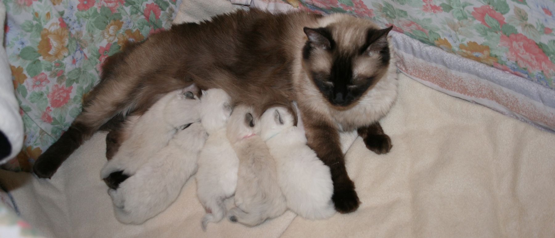 Photo de la portée du 01/05/2018