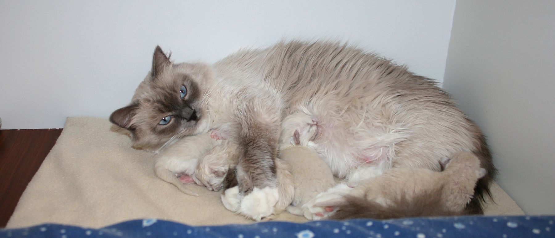 Photo de la portée du 04/09/2018