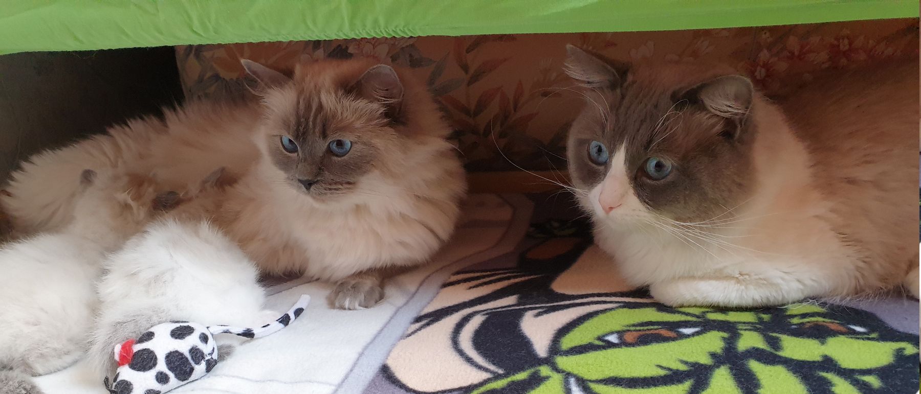Photo de la portée du 17/02/2019