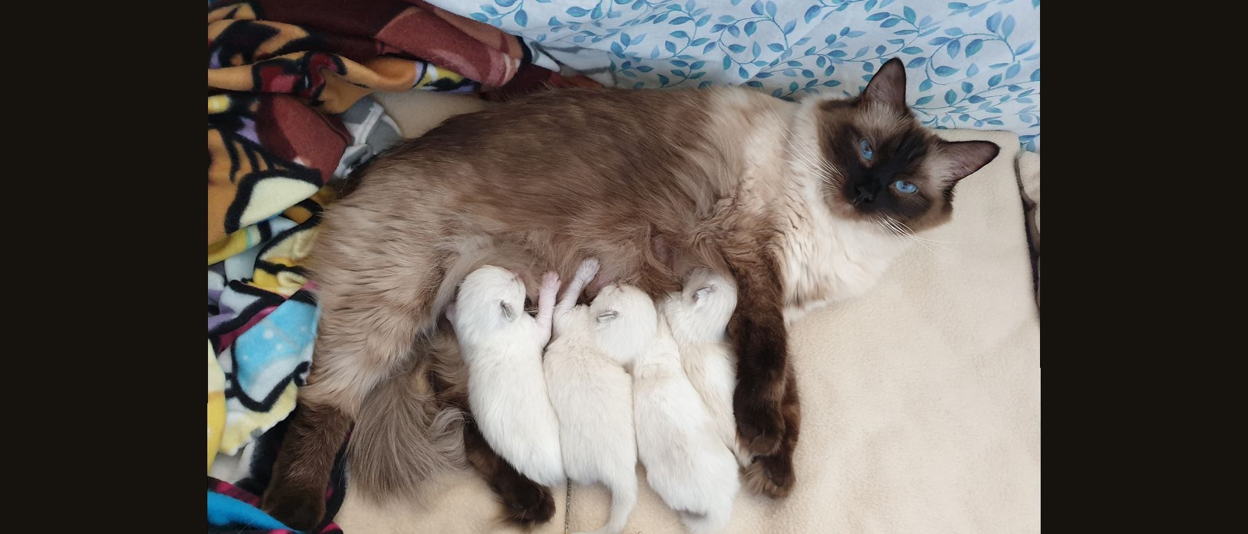 Photo de la portée du 21/03/2019
