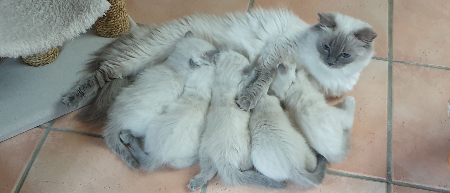 Photo de la portée du 01/07/2019