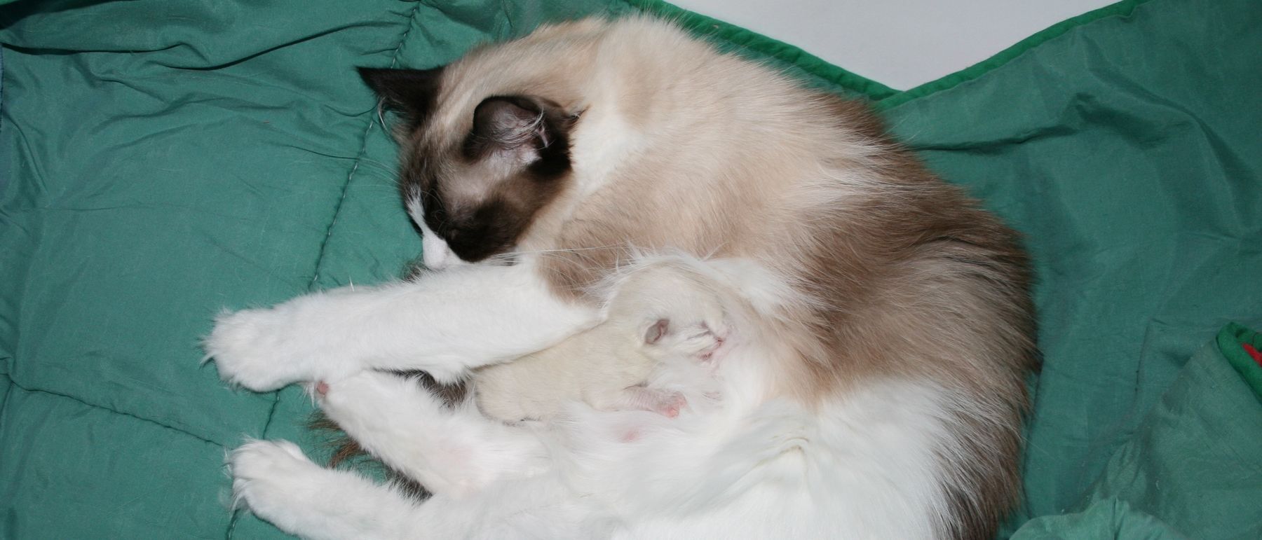 Photo de la portée du 30/08/2014