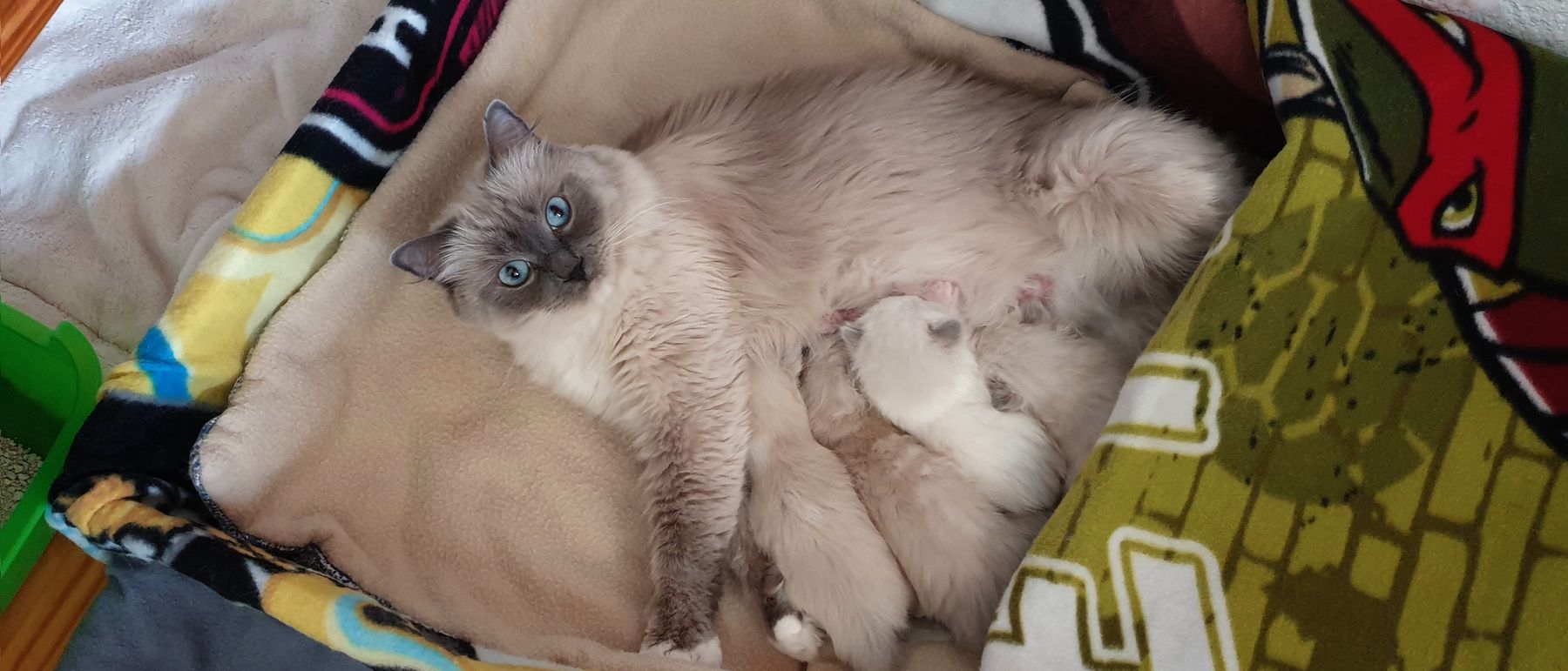 Photo de la portée du 13/09/2019