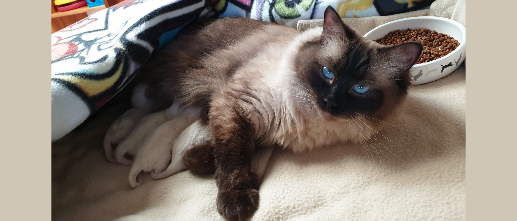 Photo de la portée du 18/02/2020