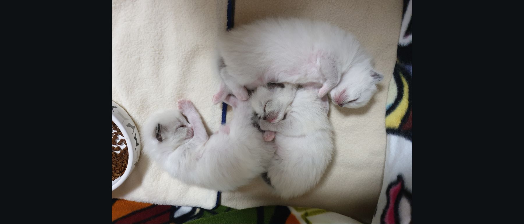 Photo de la portée du 26/02/2020