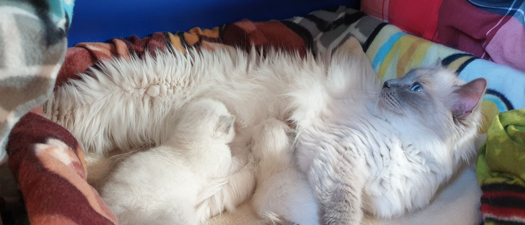 Photo de la portée du 16/06/2020