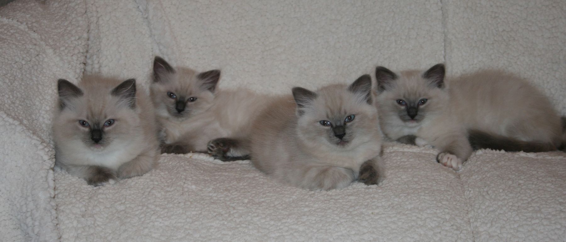 Photo de la portée du 03/09/2014
