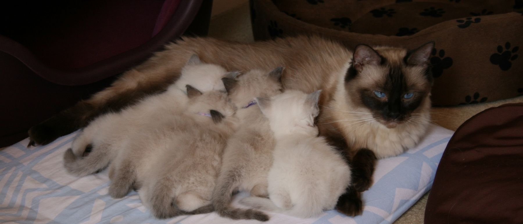 Photo de la portée du 27/04/2014