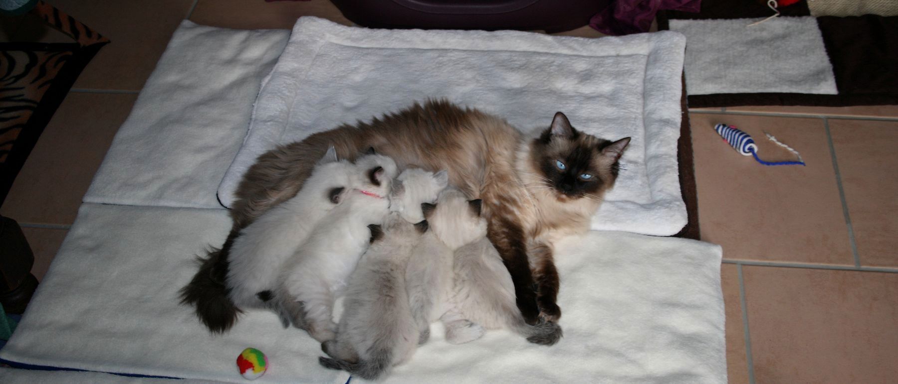 Photo de la portée du 10/02/2016