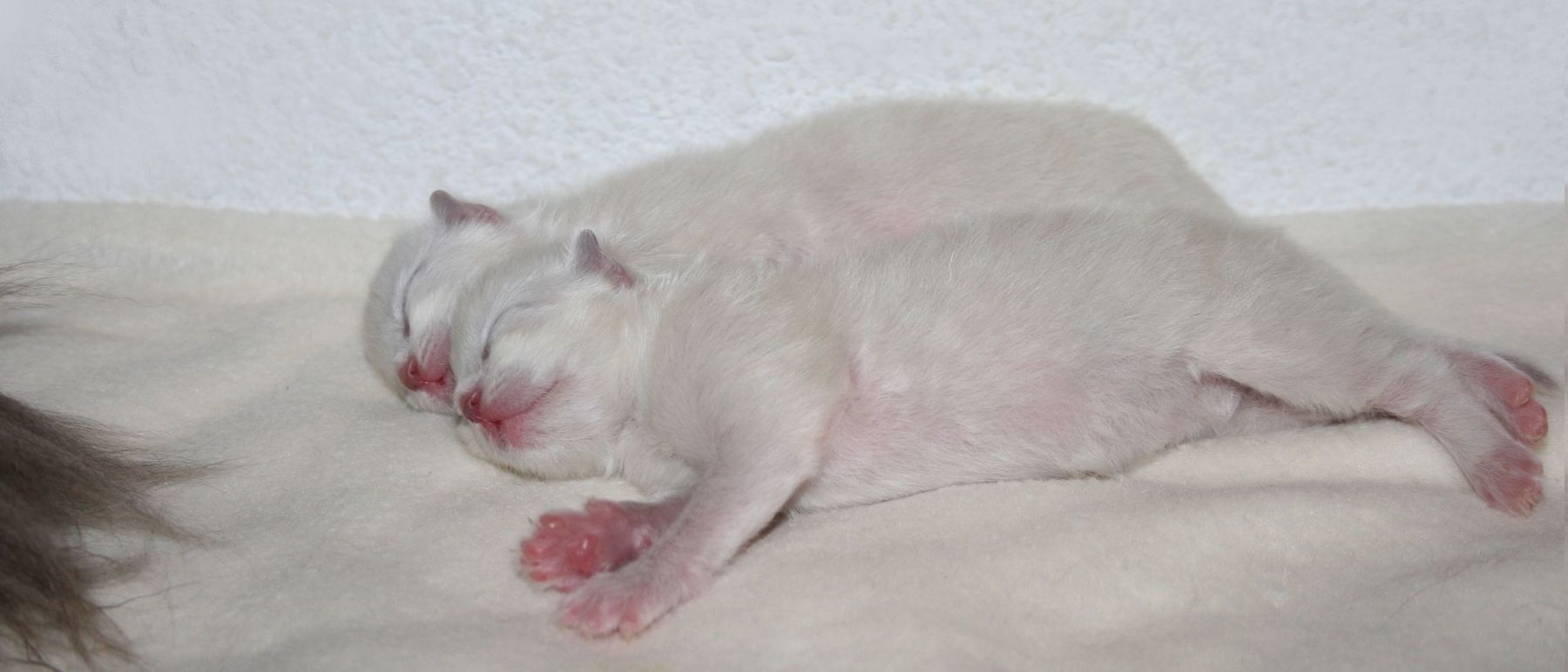 Photo de la portée du 26/08/2016